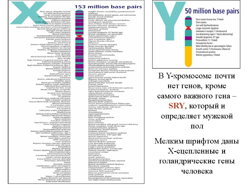 В Y-хромосоме почти нет генов, кроме самого важного гена – SRY, который и В Y-хромосоме почти нет генов, кроме самого важного гена – SRY, который и